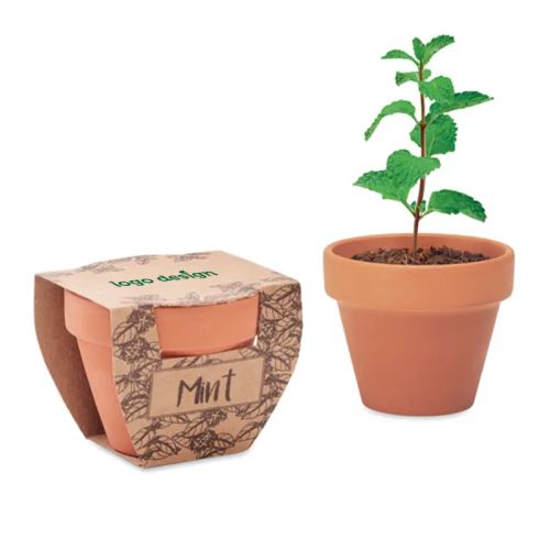 Terracotta pot mint - Image 1